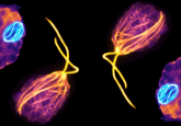 Naegleria gruberi, Credit Katrina Velle, Fritz-Laylin Lab, UMass Amherst.