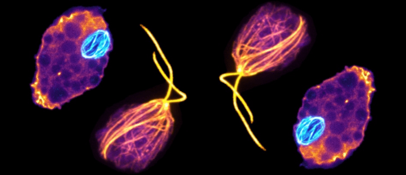 Naegleria gruberi, Credit Katrina Velle, Fritz-Laylin Lab, UMass Amherst.