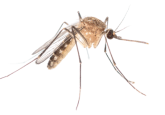 Mosquito