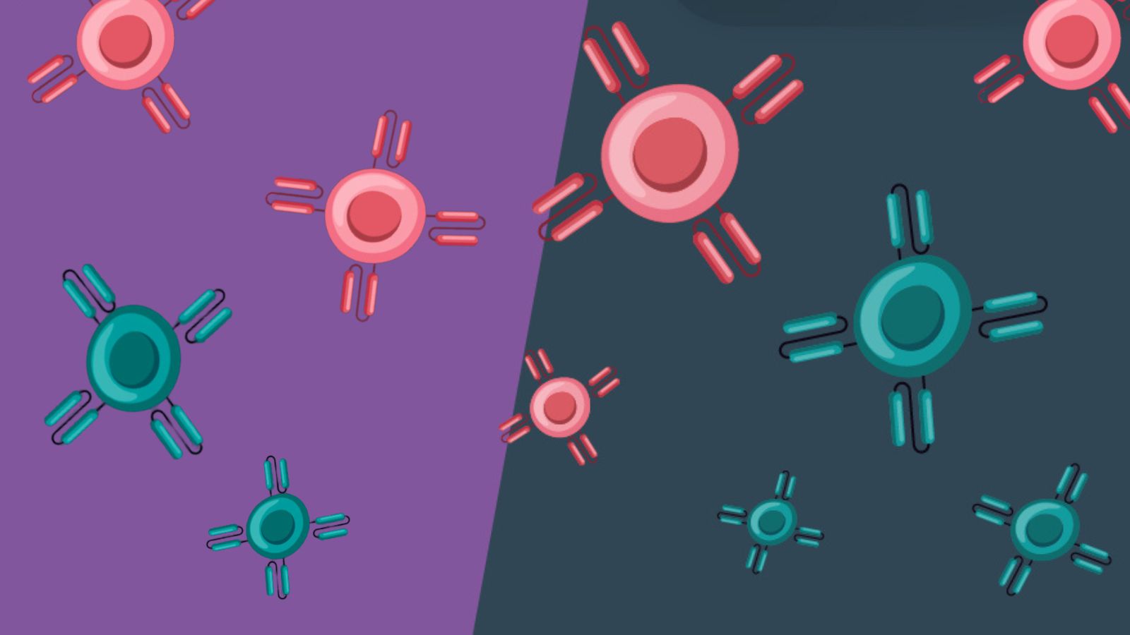 In Focus CART and CARNK cell therapies BioTechniques