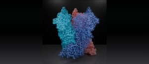 Structure of the poxviral core protein A10. © Jesse Hansen