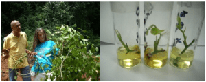 Left: chainy root (Smilax balbisiana) collected from the wild to be taken to the lab for culturing. Right: initiation of chainy root node explants.