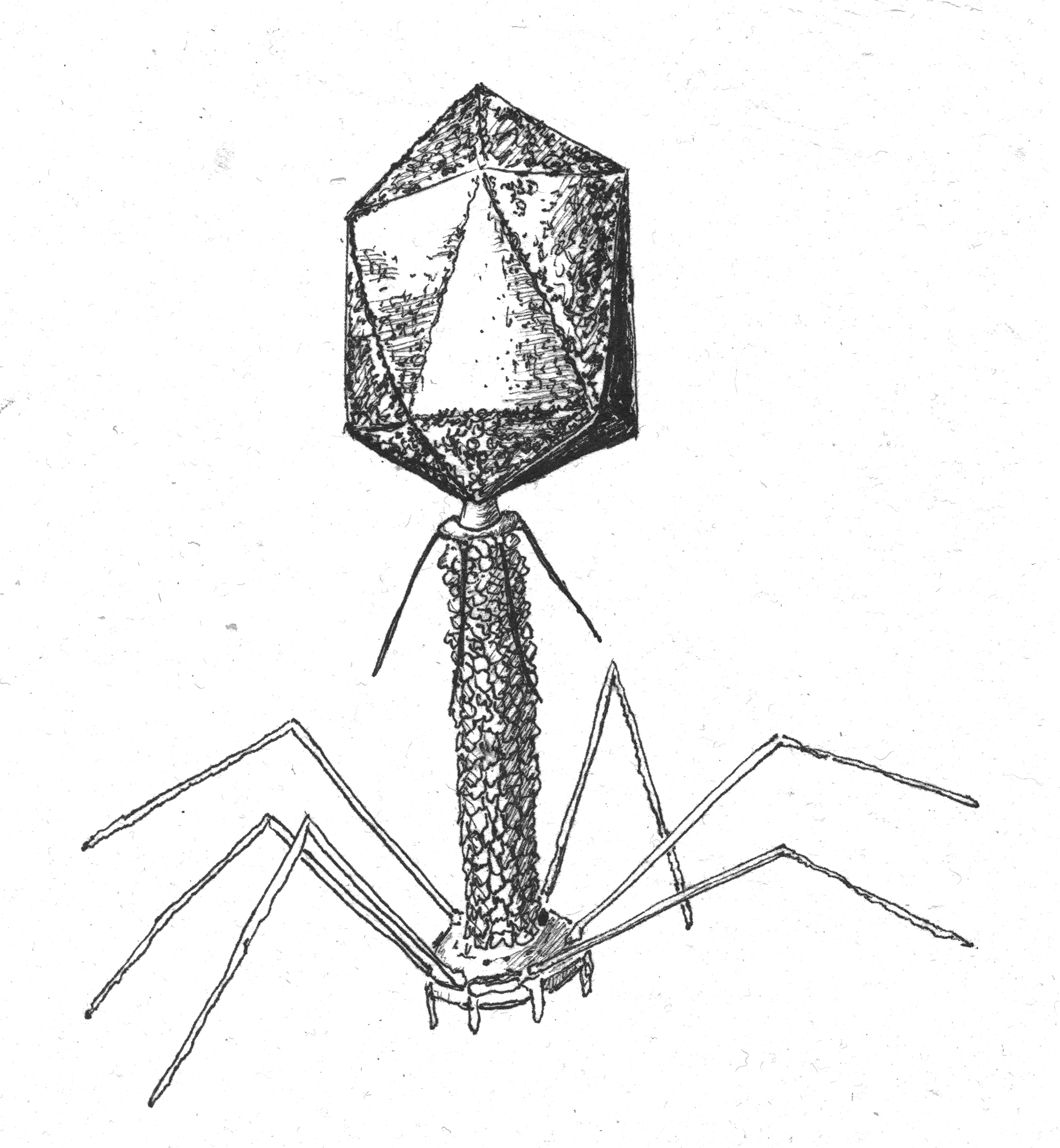 Black and white hand-drawn illustration of a bacteriophage.