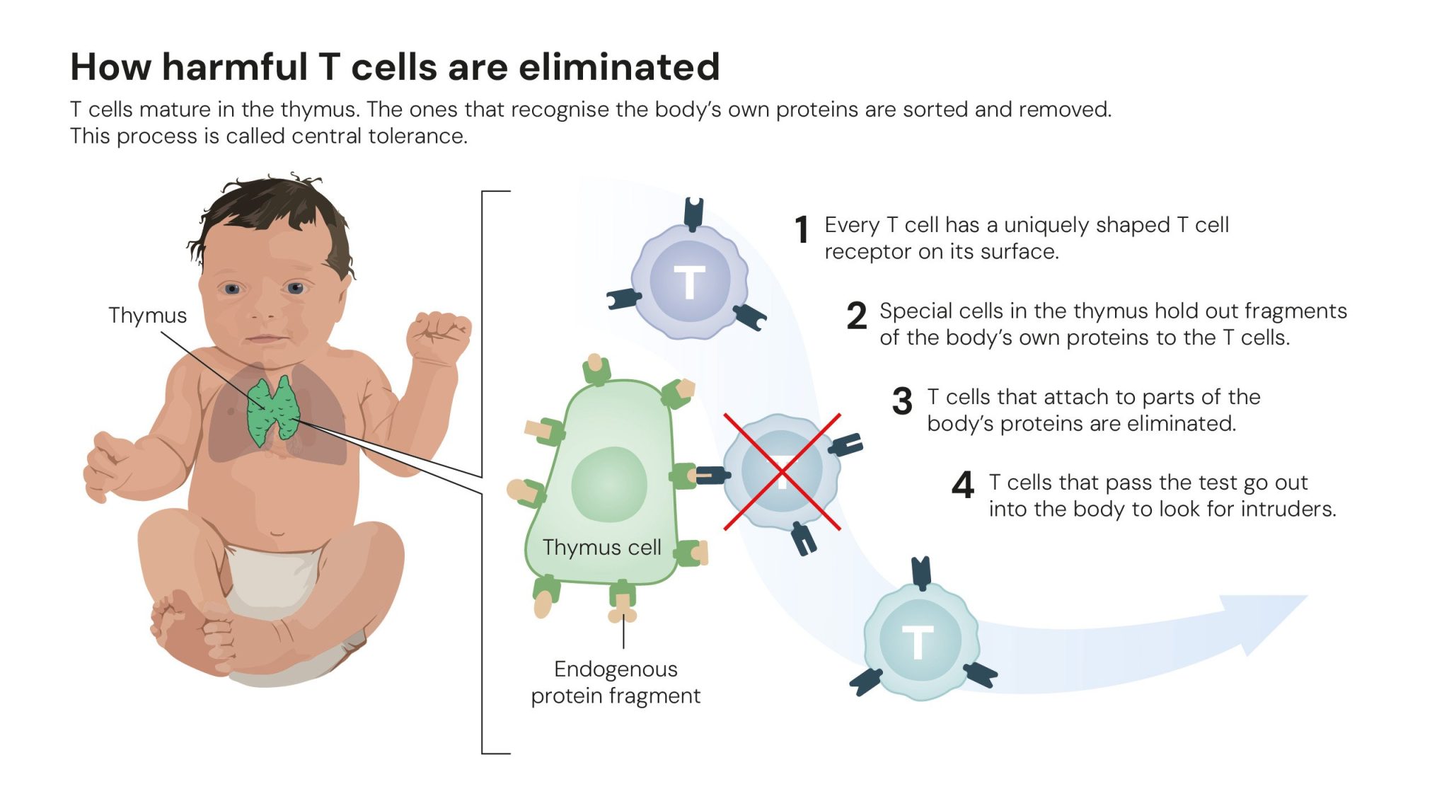 Illustration of the process of central tolerance in the thymus.