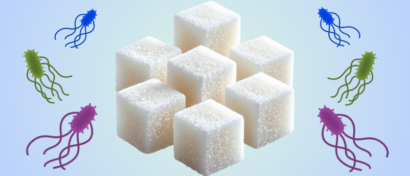 ‘Tiny factories': bioengineered E. coli produce rare, low-calorie sugar substitute