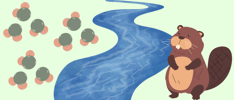 Beavers are ecosystem engineers, converting riverbeds into powerful carbon sinks