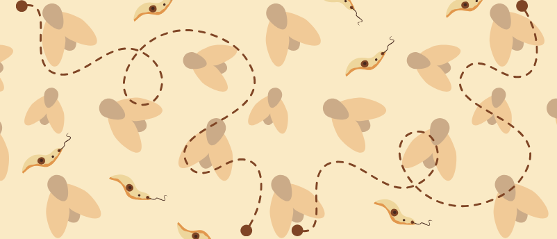Tracking leishmaniasis with new PCR test