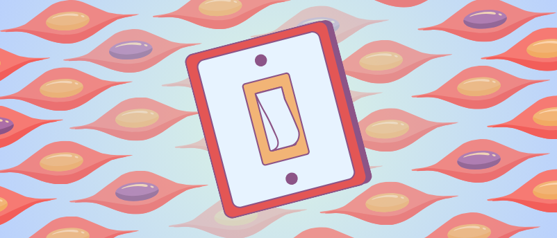 How Muscle Stem Cells Repair Damage - BioTechniques