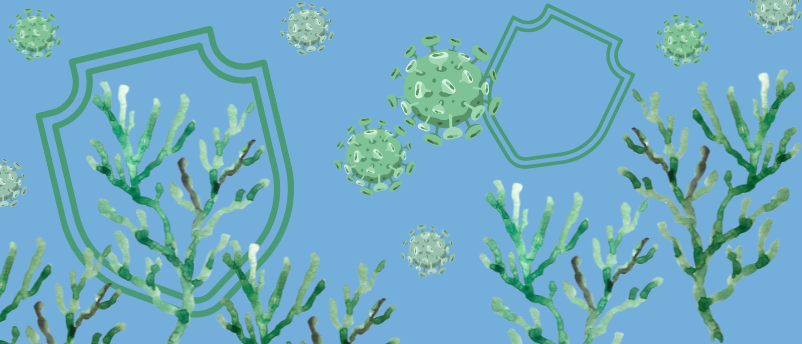 Seaweed shield: marine molecules may block norovirus infection