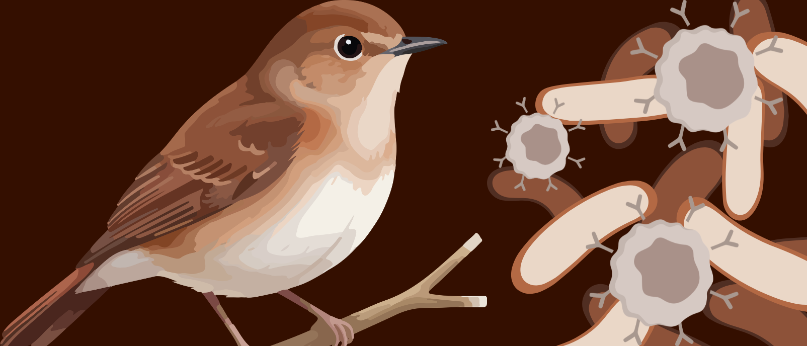 A little birdie told us that immune genes influence the gut microbiome and vice versa