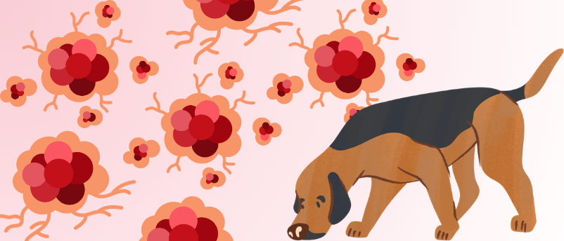 Transforming immune cells into cancer-seeking ‘bloodhounds’ to eliminate tumors