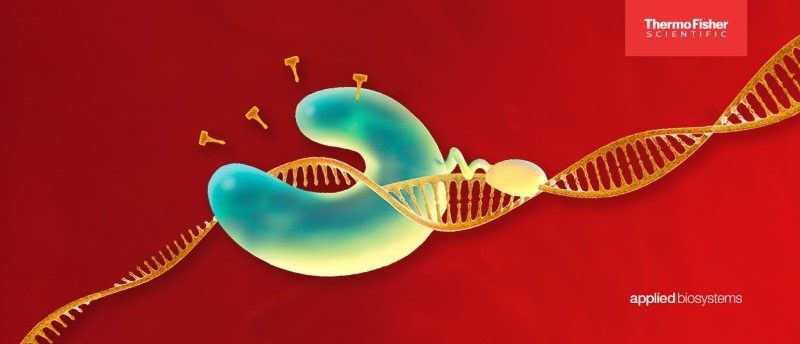 eBook: Amplifying innovation: The roles of endpoint, real-time and digital PCR in molecular research