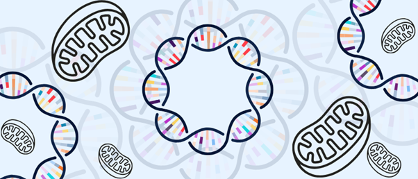 How does mitochondrial DNA affect health? Investigating ‘powerhouse’ mutations with novel platform