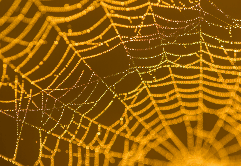 Can spider silk be utilized to develop a lens for imaging? BioTechniques